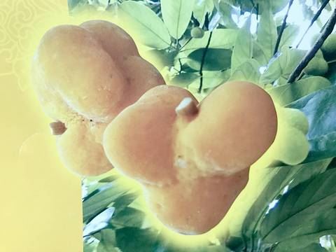 乡村教师历10年艰辛成功培育出珍稀植物五福柿种苗