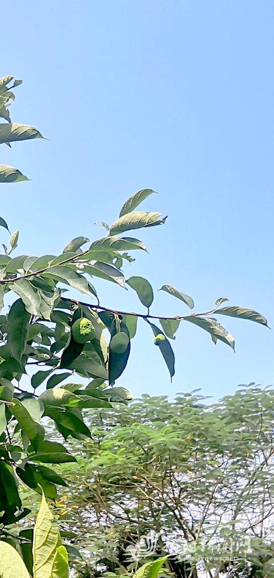 刘窕敏:倾情呵护近700棵珍稀植物五福柿种苗茁壮成长