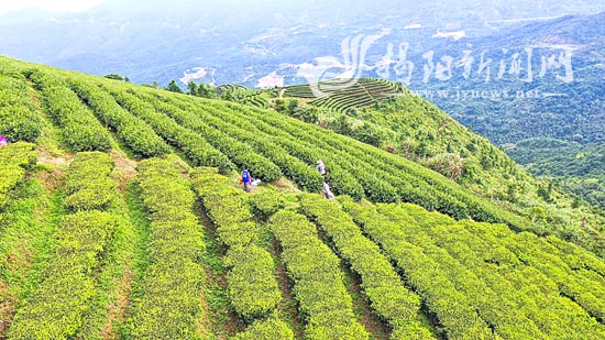 上图:揭西大洋茶园,一垄垄茶树郁郁葱葱,生机无限.卢